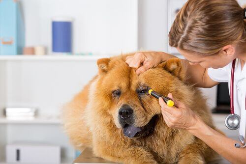 Trattamento delle lesioni oculari nei cani nelle specialità veterinarie.