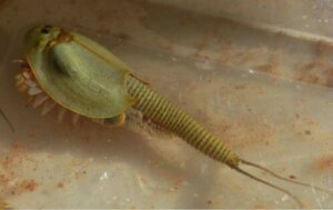 Come allevare i triops, dei crostacei poco esigenti