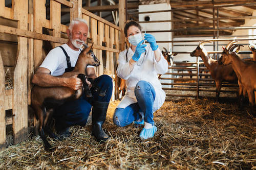 Veterinario che vaccina una capra insieme ad un allevatore.
