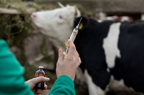 Veterinario che somministra un vaccino ad una mucca.