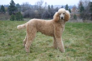 Le 4 varietà di cane Poodle o barbone