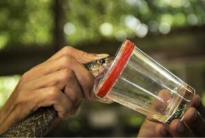 Il potere curativo dei veleni degli animali