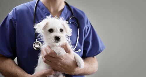 Denunciare il veterinario: quando e come?