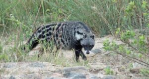Zibetto africano: caratteristiche di un carnivoro poco noto