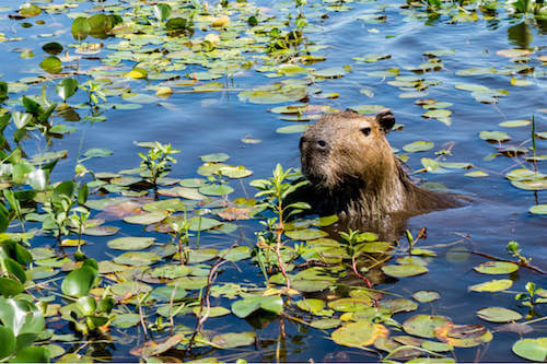 Capibara che vive in una zona umida.