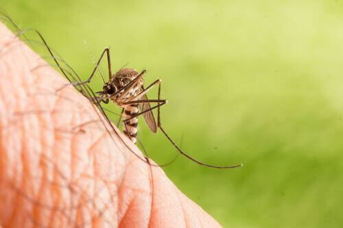Zanzara tigre, Aedes albopictus.