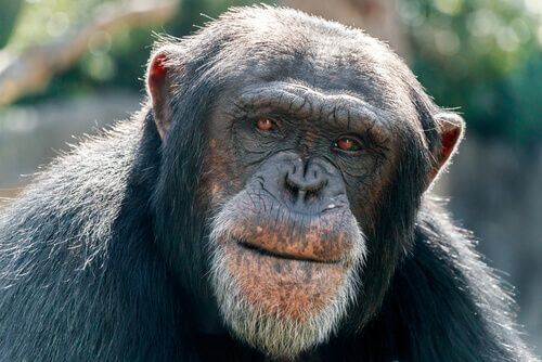 Alzheimer negli animali, i primati.