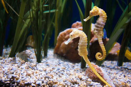 Hippocampus hippocampus in un acquario.