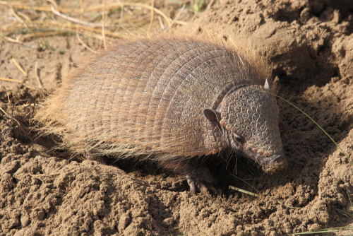 Armadillo peloso andino in una buca.