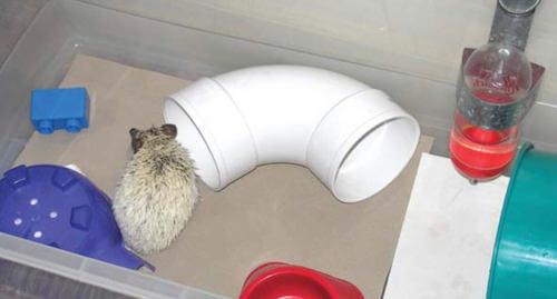 Riccio dentro la sua gabbia.