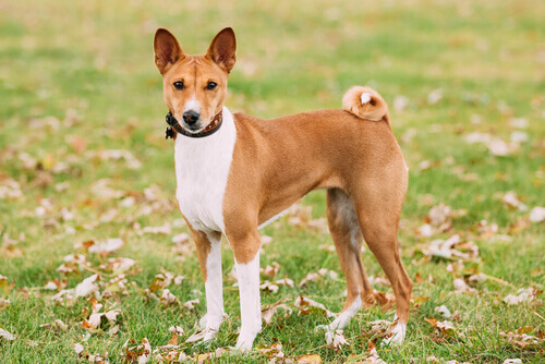 Razza Basenji.