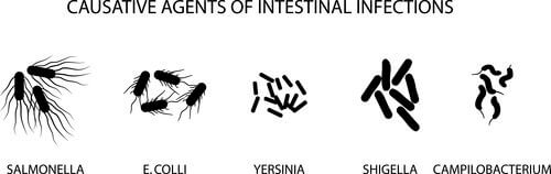 Batteri che causano infezioni intestinali.