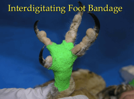 Bendaggi per uccelli di tipo interdigitale.