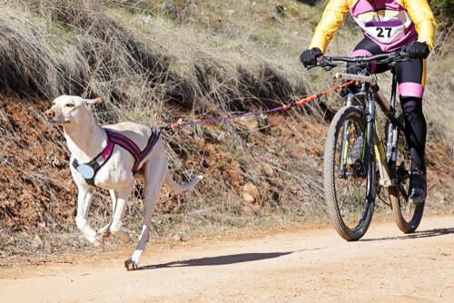 Praticare bikejoring con il cane.