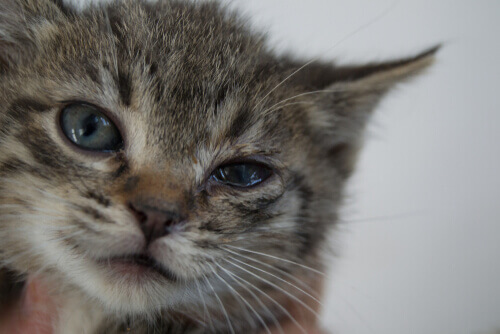 La blefarite nei gatti: sintomi e trattamento