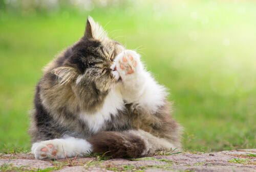 Allergie nei gatti: come si manifestano?