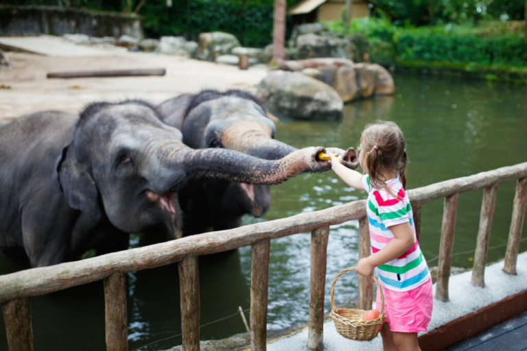 Come mantenere il benessere degli elefanti in cattività