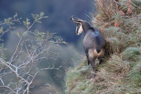 Camosci resistenti a un virus letale: camoscio in montagna.