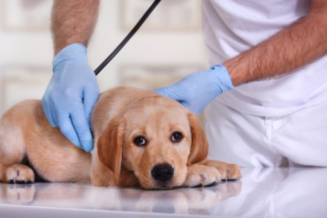 Eccesso o carenza di vitamina D: cane sottoposto a visita veterinaria.