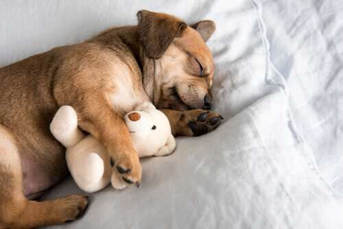 5 consigli per aiutare il vostro cucciolo a dormire tutta la notte