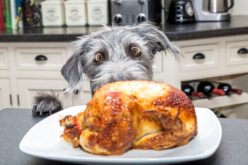 Cane affamato che guarda un pollo arrosto con desiderio.