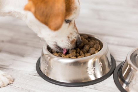 Glutine nel cibo per cani: cane che mangia dei croccantini.