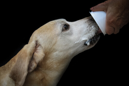 Padrone che dà da mangiare al cane dello yogurt che contiene dei probiotici.