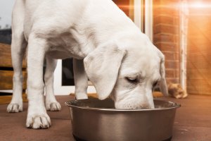 Olio di semi di lino per cani: cane che mangia.