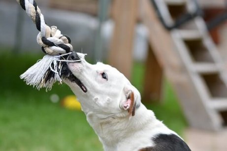 Giochi interattivi: cane che tira la corda.