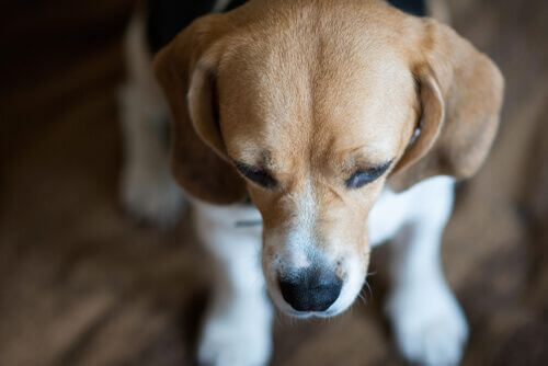 Cane con depressione.