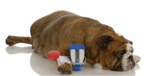 Problemi epatici nei cani: sintomi e prevenzione