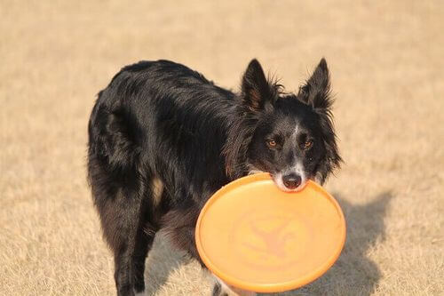 Il frisbee è tra i giochi all'aria aperta da fare con il cane.