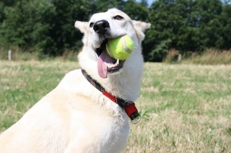 Giochi interattivi: cane che gioca con una pallina da tennis.