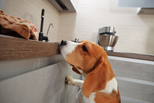 Cane che cerca del cibo in cucina.