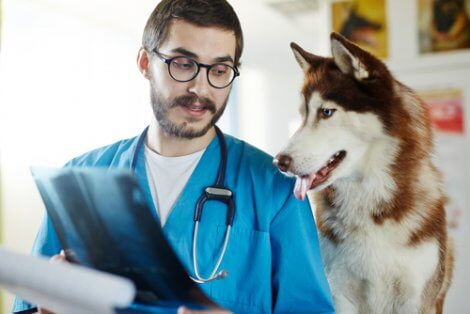 Paralisi laringea nei cani: cane dal veterinario.