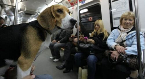 Viaggiare col cane sulla Metro.