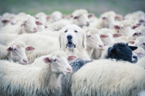 Riconoscere la razza di un cane: cane in un gregge di pecore.