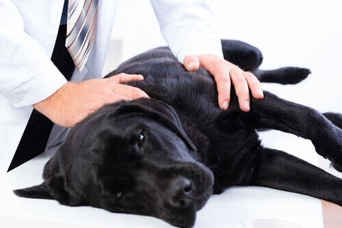 Cancro al colon nei cani: cause e sintomi