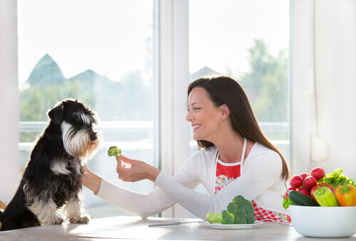I cani possono mangiare verdure? Facciamo chiarezza