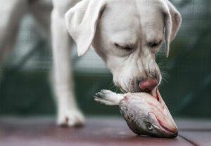 Olio di salmone per cani: quali sono i benefici?