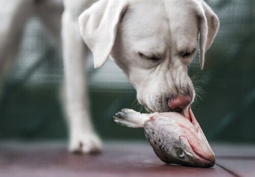 Olio di salmone per cani: quali sono i benefici?