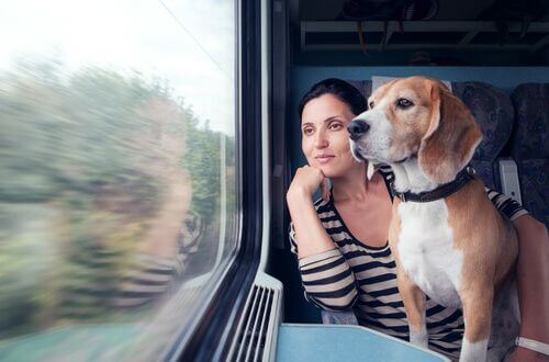Animali sui mezzi pubblici, in treno col cane.