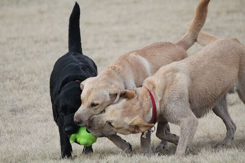 Giochi all'aria aperta con vari cani.