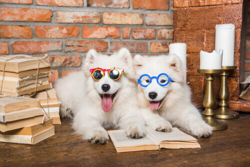 Quali sono le razze di cani più intelligenti?