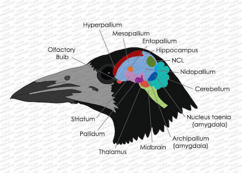 Anatomia del cervello di un uccello.