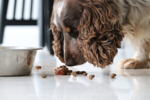 Tipi di cibo per cani: 5 cose che dovresti sapere