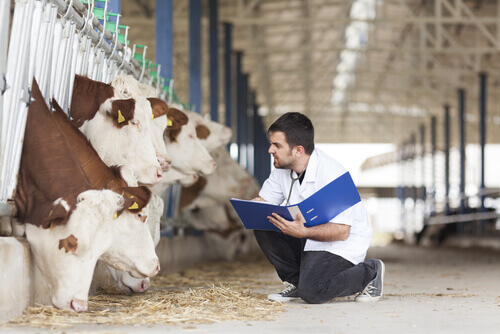 Veterinario che controlla lo stato di salute delle vacche da latte di un allevamento di bestiame.