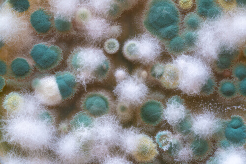 Funghi. Colonia di funghi. Infezioni da funghi.