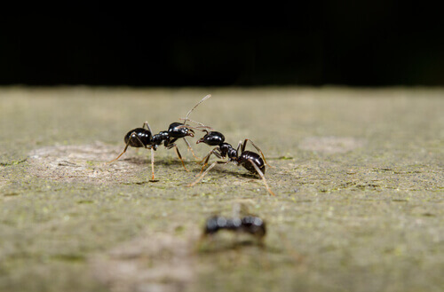 Formica che comunica con un'altra formica attraverso il contatto delle antenne.