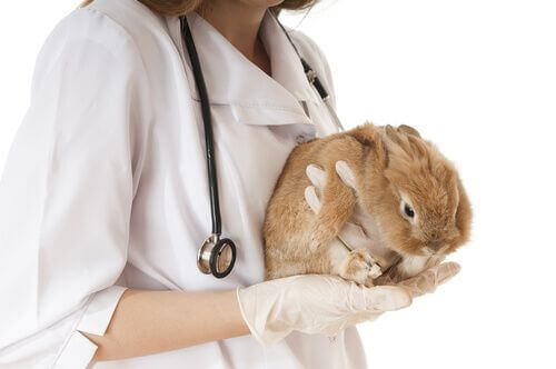 Quali sono le malattie più comuni nei conigli?